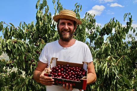 A bumper 2026 crop of Picota cherries is expected