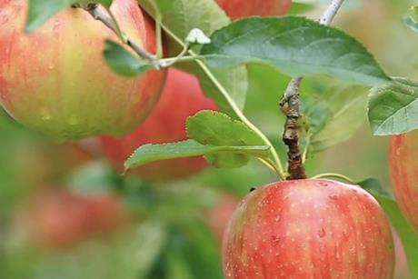 CMI Orchards