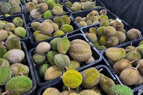Malaysian durian in Market Baskets Including Musang King, D24, Black Thorn Adobe Stock