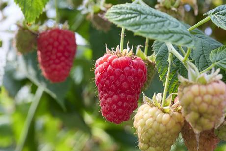 The Summer Berry company supplies premium berries in the UK, Europe, and the Middle East