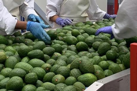 Colombian avocados