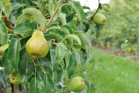 Birnen der Sorte Doyenné du Comice am Baum in Frankreich