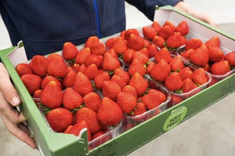 Inspire Strawberries The Greenery