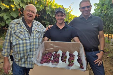 Tiqi grapes Shachar Karniel Grapa Global Jacobus van der Merwe Fruitips Rafi Karniel Grapa