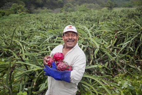 A dragon fruit grower and supplier to Innocent Drinks