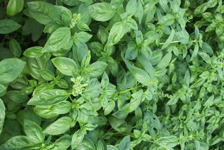 Israeli basil is in short supply