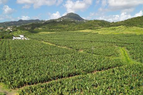 FR Martinique bananas