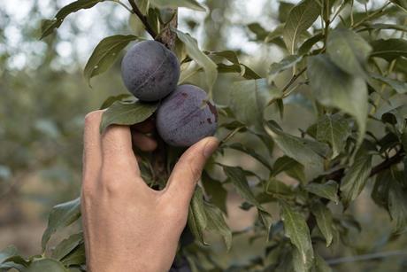 Queen Garnet plum Australia