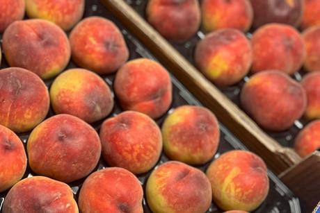 TR MDA Agro stonefruit