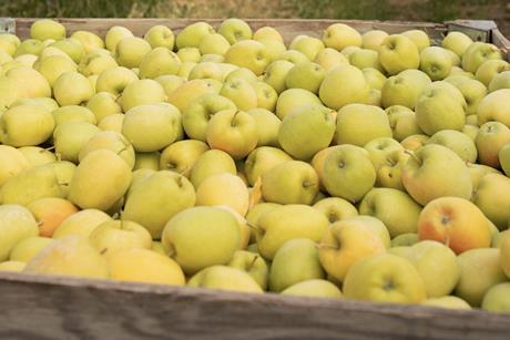 Lemonade apples Giumarra