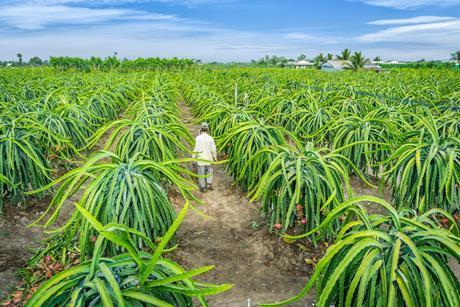 VN Dragon fruit plantation AdobeStock_162424564