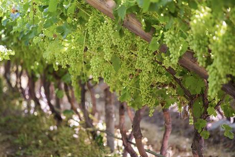 Hex River Valley table grapes Adobe Stock