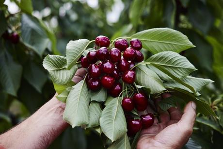 Cherry Growers Australia cherries production