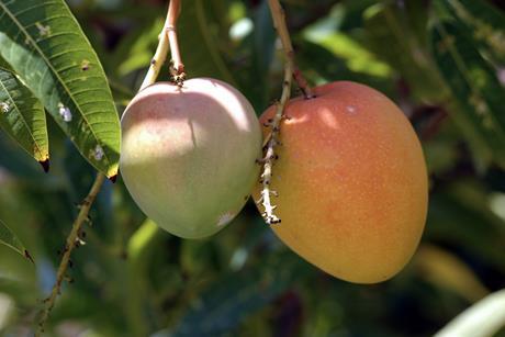 Indian mangoes 2