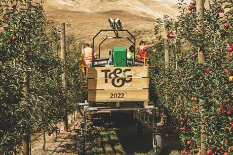 NZ Hawkes Bay Ebbett Orchard apples T&G Global TandG