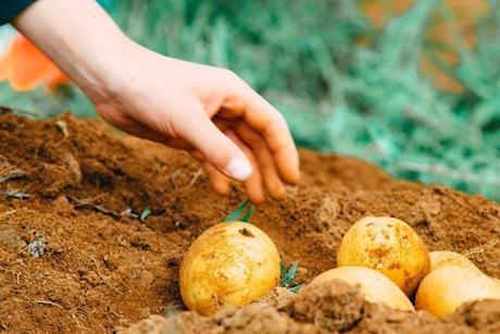 Hort Innovationn Australian potatoes