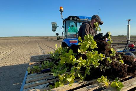 RS Hazelnut planting