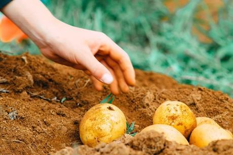 Hort Innovationn Australian potatoes