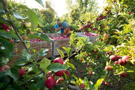 Retailers can expected dependable supplies of British apples and pears well into 2027
