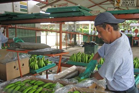Ecuadorean banana exports dipped in the first quarter of 2022