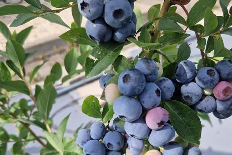 GB James Hutton Highland Charm blueberries