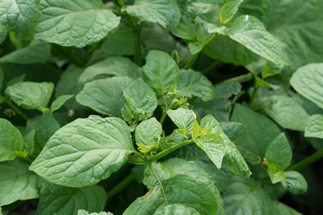 DeCyst Broadleaf