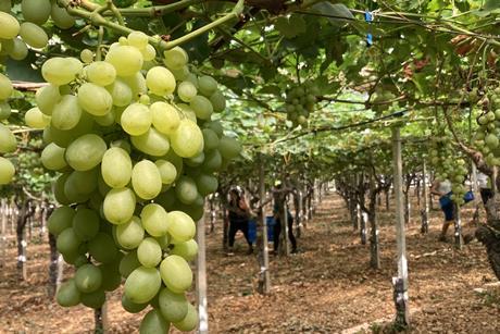 Vittoria-Trauben in Apulien | Regina di Puglia 2023