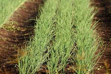 Lockyer Valley onions