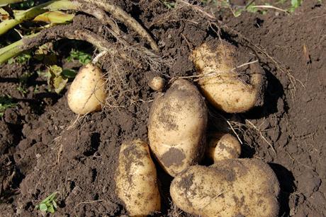 One in seven potato stores still return a detectable CIPC residue