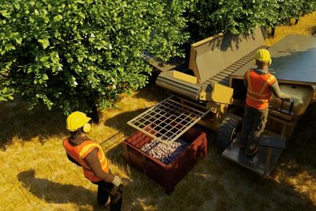 California Prune Board VR harvest scene