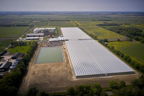 Dyson Farming's strawberry production Carrington site