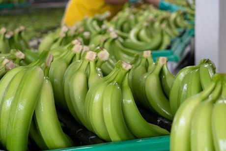 GEN bananas AdobeStock_508657548