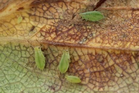 Aphids are a threat to potato crops