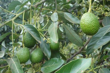 Avocados