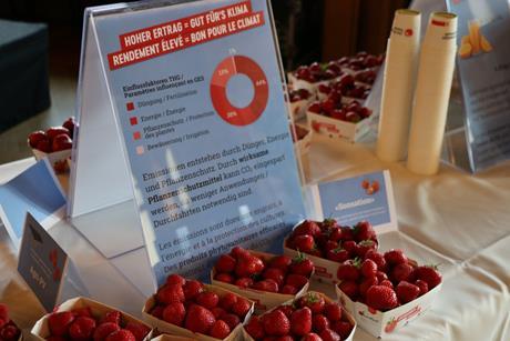 klima erdbeeren schweizer obstverband