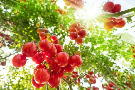 Tomaten Gewächshaus