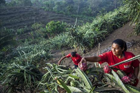 Innocent’s Farmer Innovation Fund supports growers to care for the planet