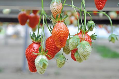 Erdbeeren aus Frankreich - Philippe Dufour - Interfel