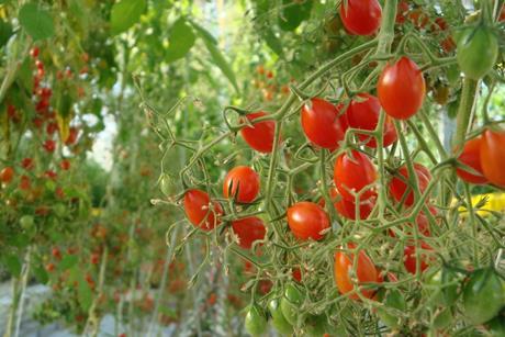 Tomaten - Fruchthandel Magazin