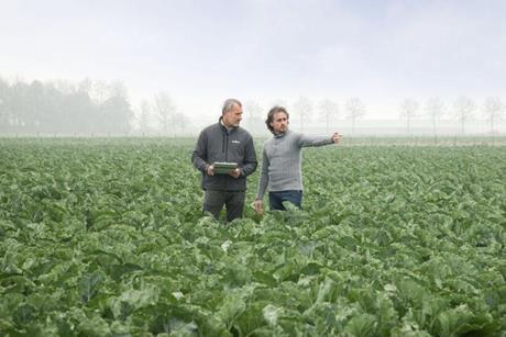 Syngenta Vegetable Seeds Cauliflower field