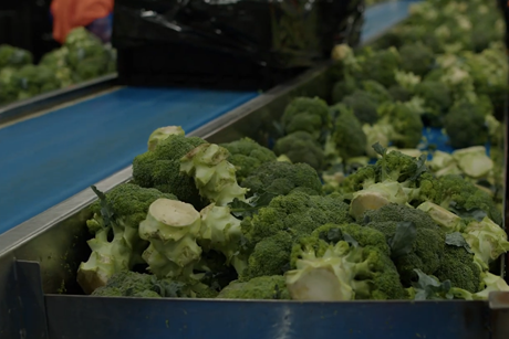 End Food Waste Australia research project broccoli Fresh Select packhouse