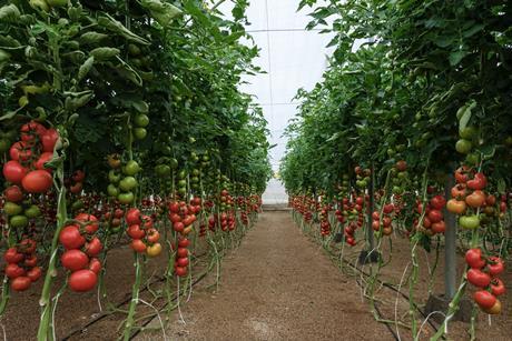 Syngenta ToBRFV 121038 Myrador