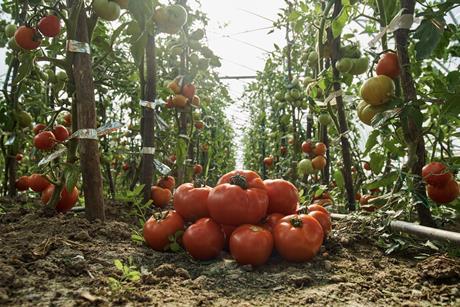 Tomato production CropLife Europe
