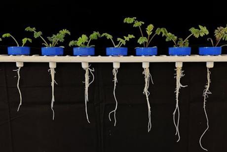 Some brassicas may be able to grow deeper root systems to increase water uptake