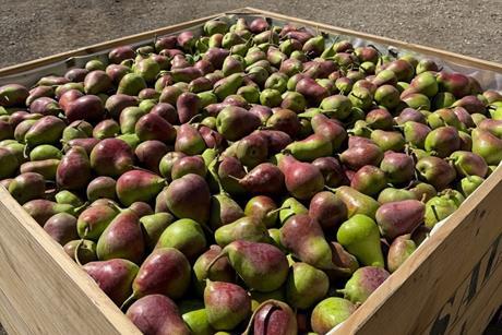 QTee pear harvest 2026