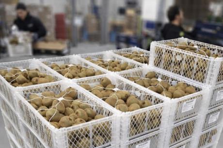 Frigotec HappyRipe kiwifruit