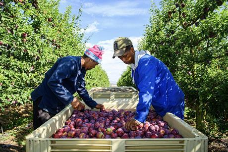 South Africa plum harvesting