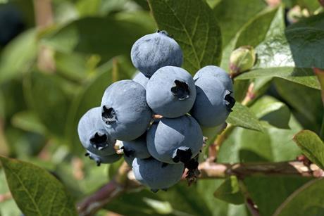 IBO Blueberries