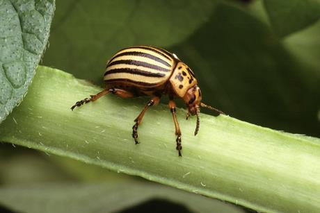 Colorado potato beetle