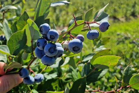 heidelbeeren weltweit